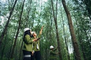 SMK Jurusan Teknik Inventarisasi dan Pemetaan Hutan : Pengertian, Apa yang Dipelajari, dan Prospek Kerja